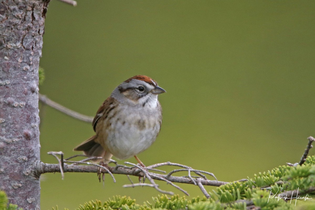 Swamp Sparrow - patrick hacala