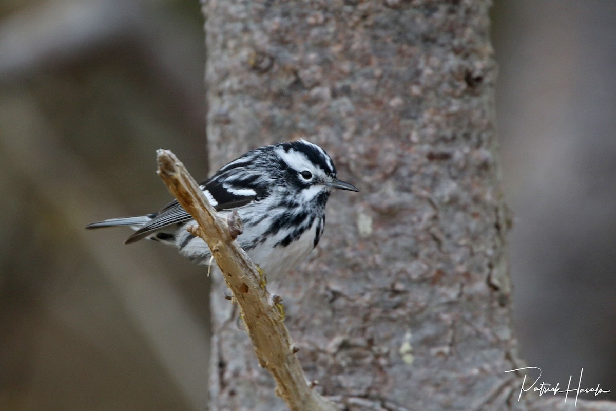 Black-and-white Warbler - patrick hacala