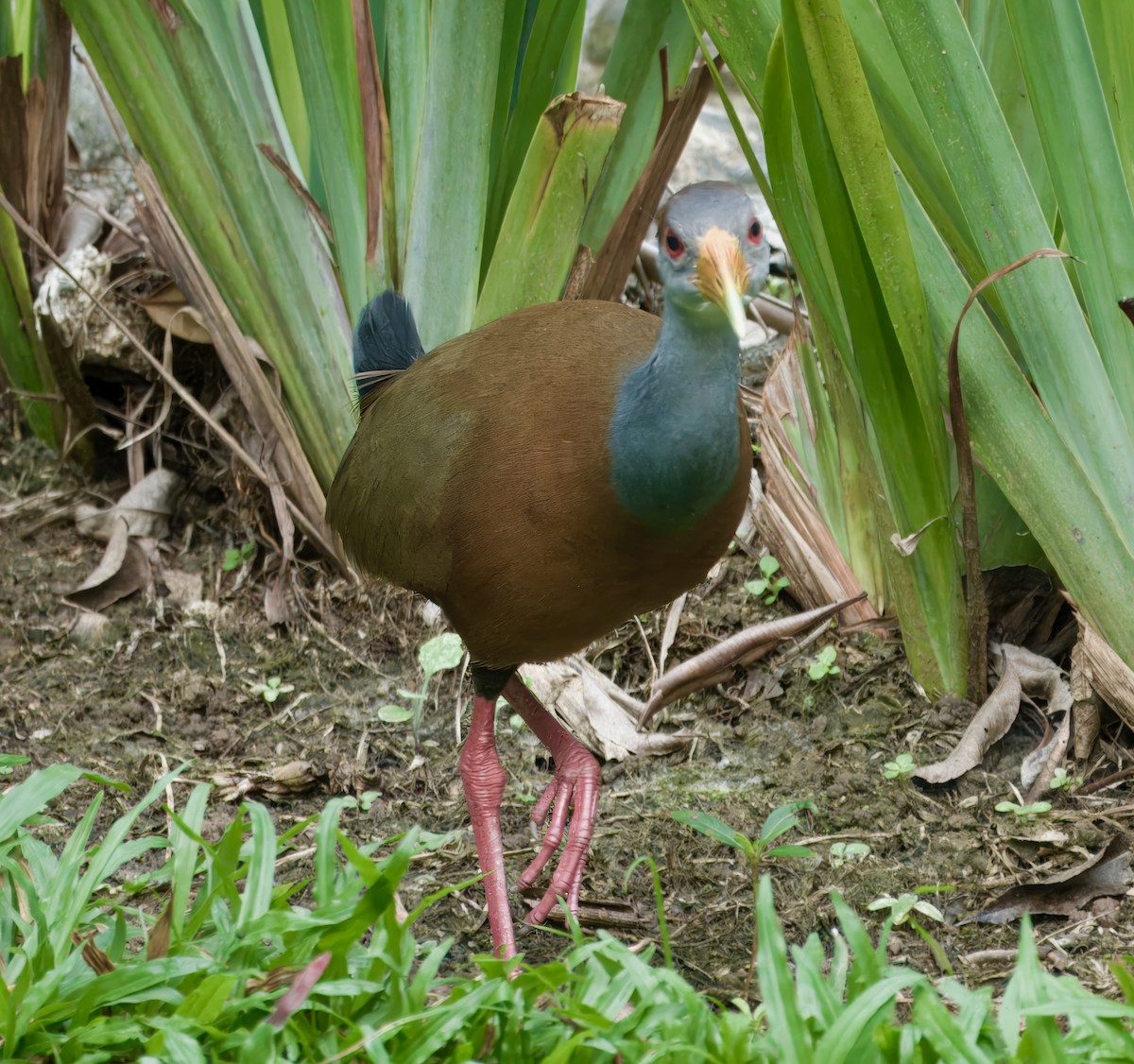 Russet-naped Wood-Rail - ML619283893