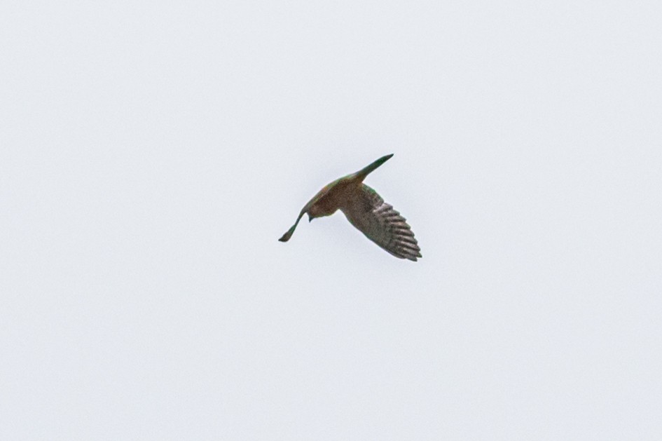 Seychelles Kestrel - David Hird