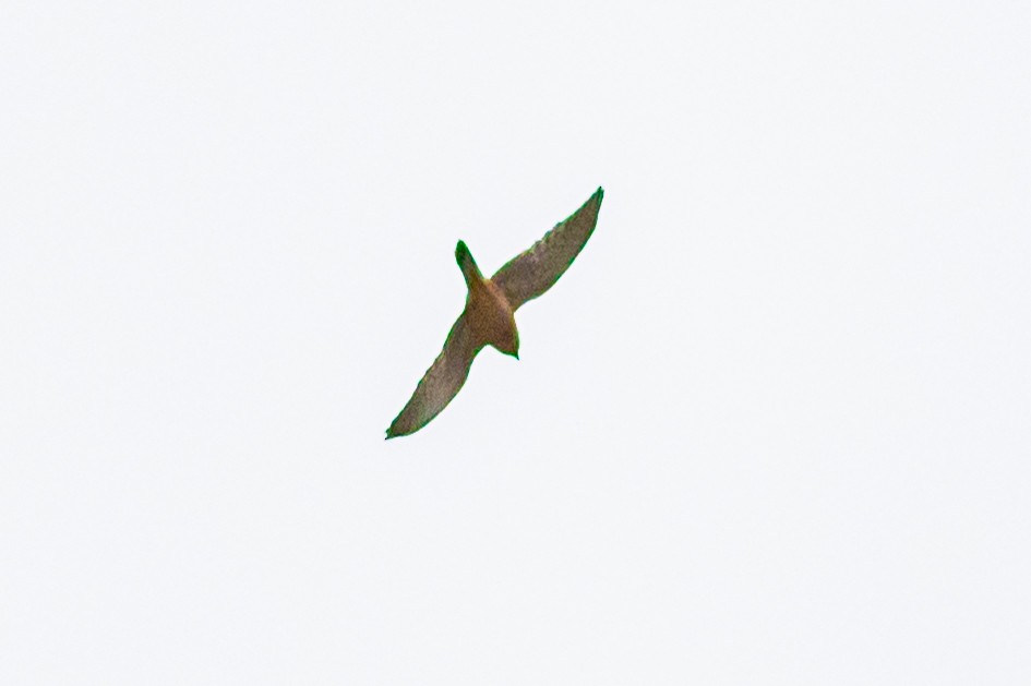 Seychelles Kestrel - ML619283921