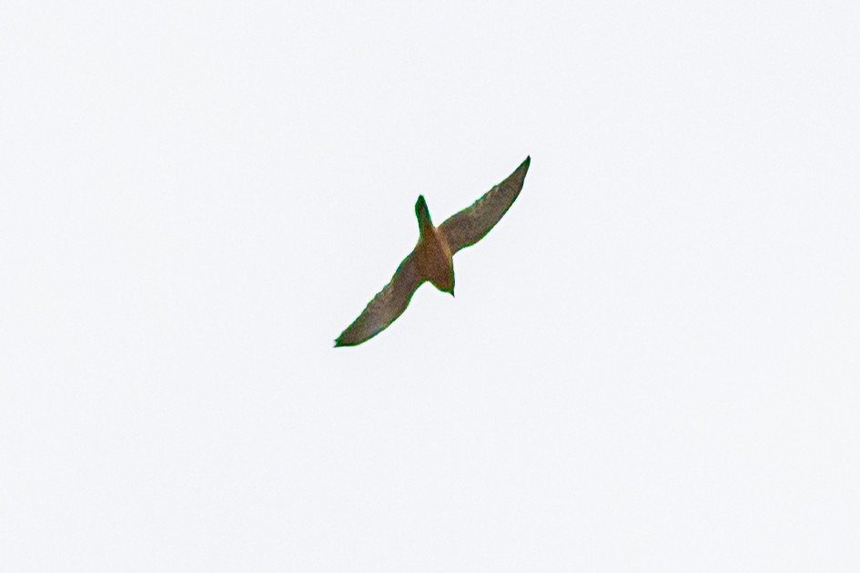 Seychelles Kestrel - ML619283922