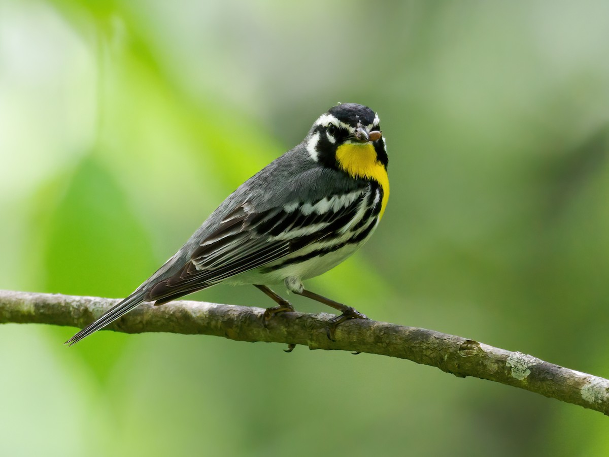 Yellow-throated Warbler - Nick Athanas