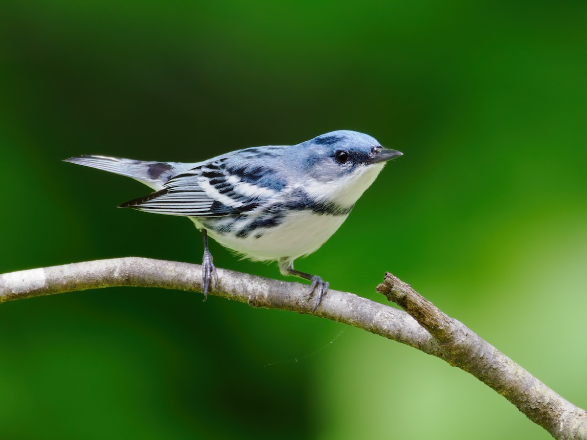 Cerulean Warbler - Nick Athanas