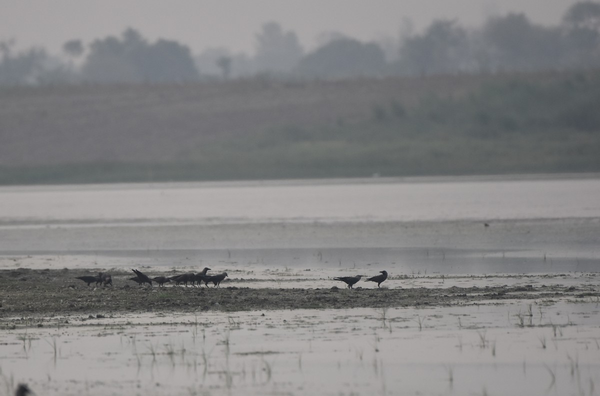 House Crow - Gyanchandra Gyani