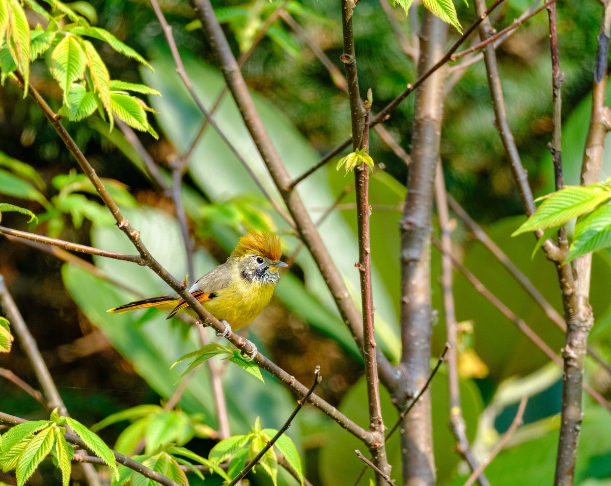 Chestnut-tailed Minla - Nara Jayaraman