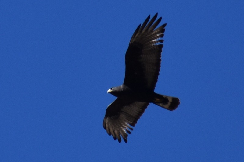 Zone-tailed Hawk - Adrian Romo Garcia