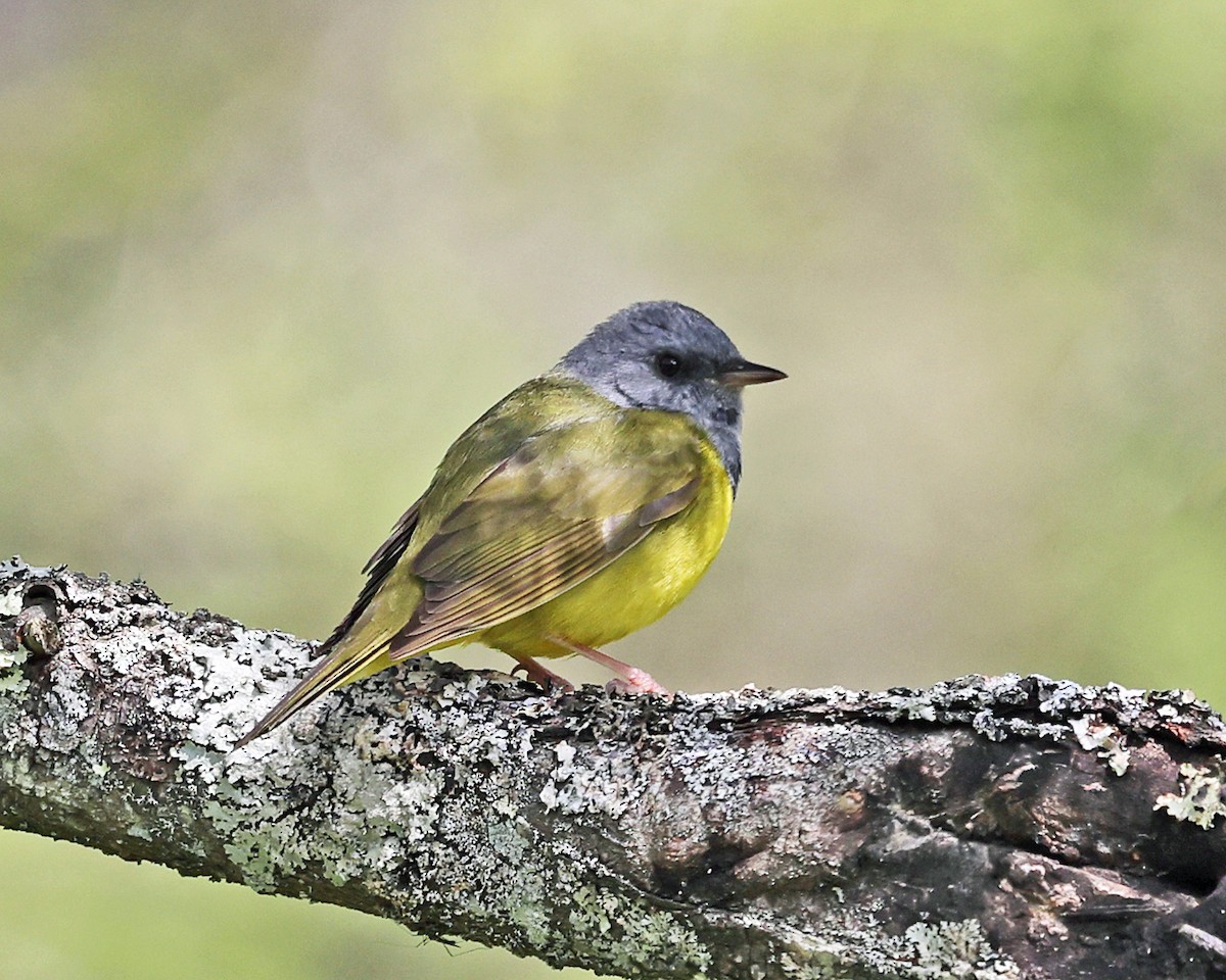 Mourning Warbler - Tom Murray