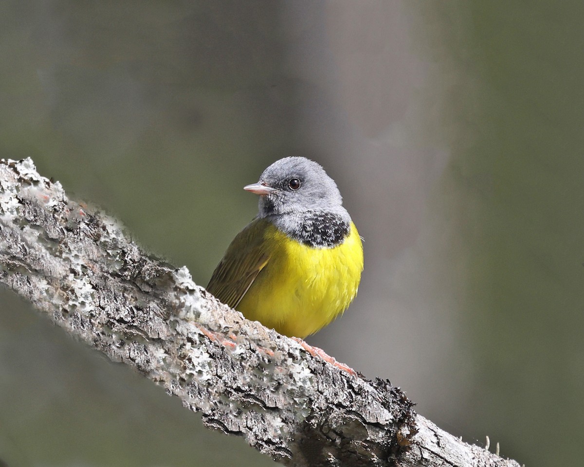 Mourning Warbler - Tom Murray