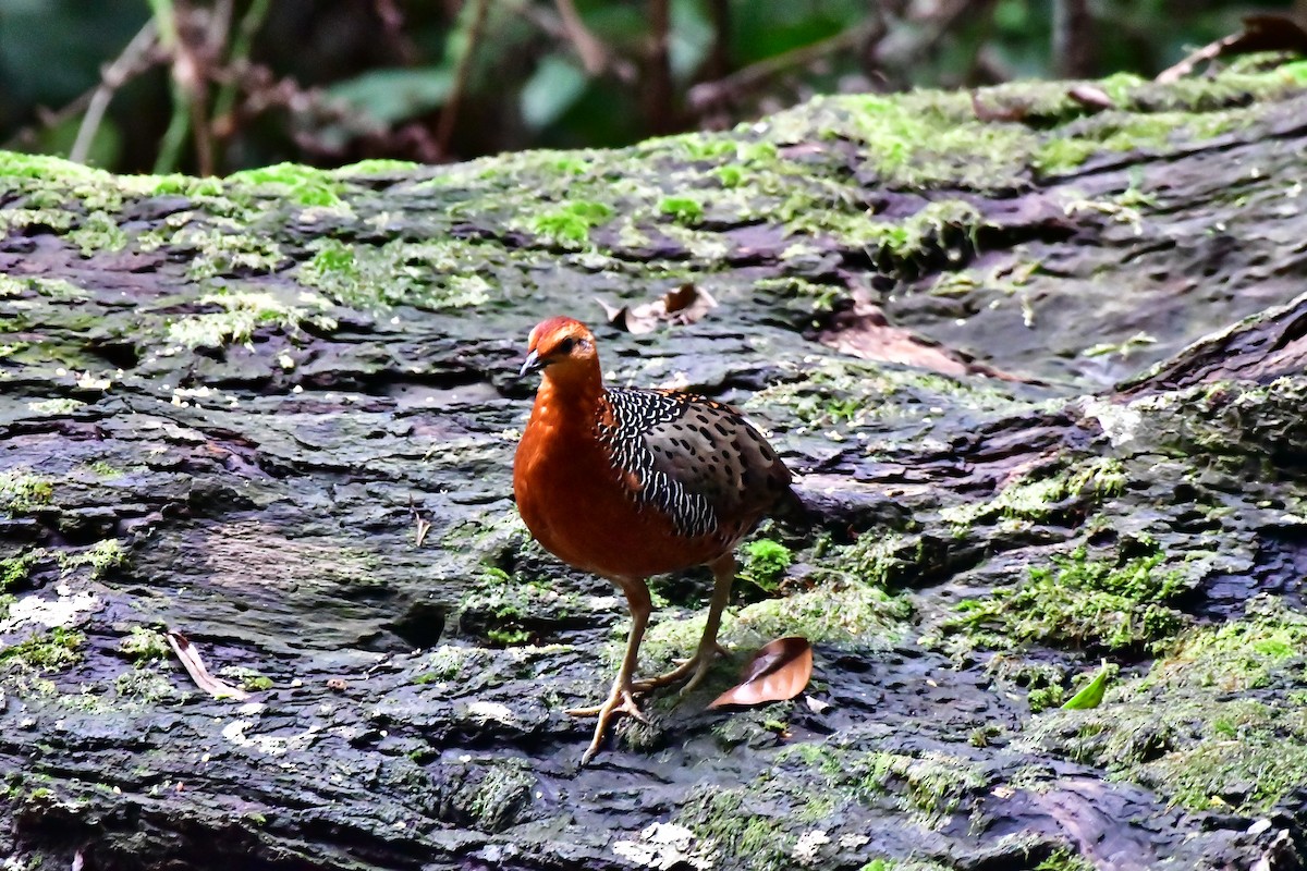 Ferruginous Partridge - Haritharan Suppaiah