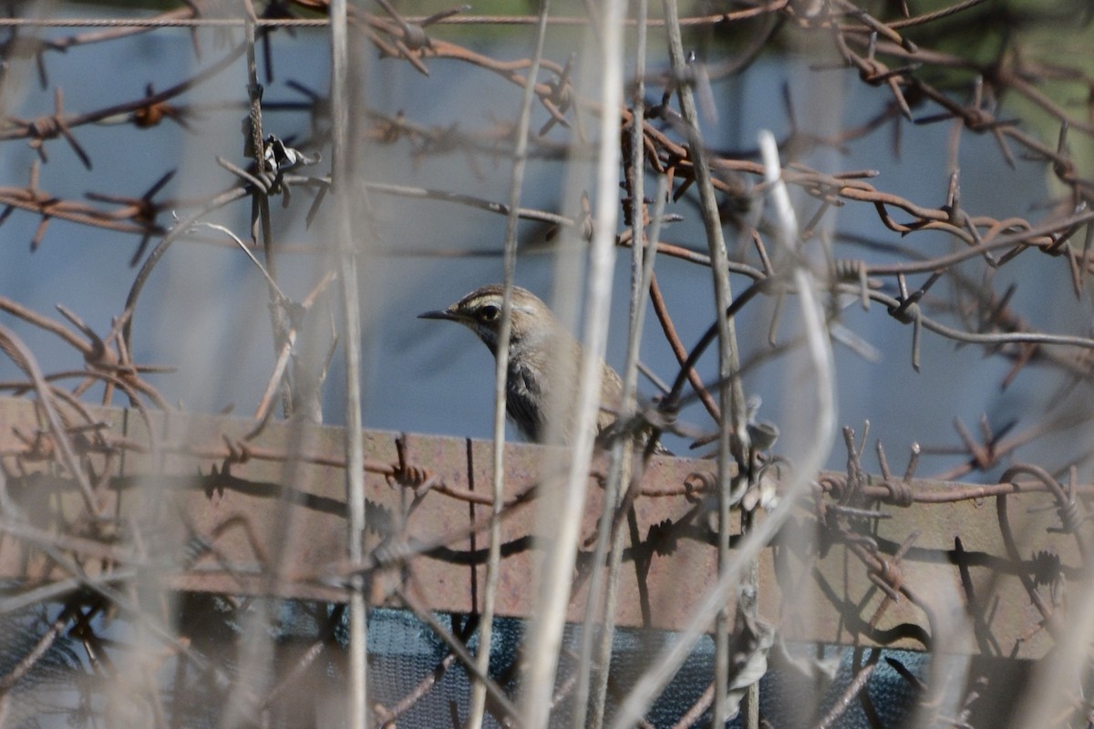 Sedge Warbler - Anton Kornilov