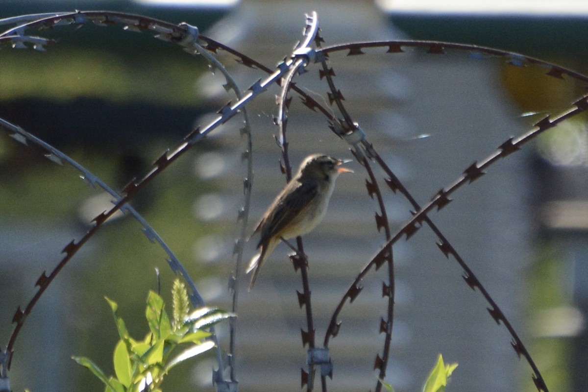 Sedge Warbler - Anton Kornilov