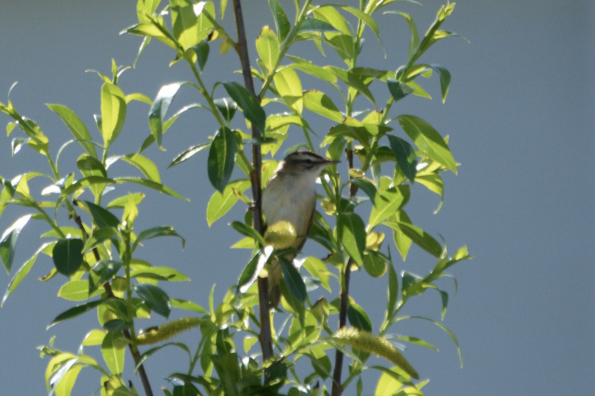 Sedge Warbler - Anton Kornilov