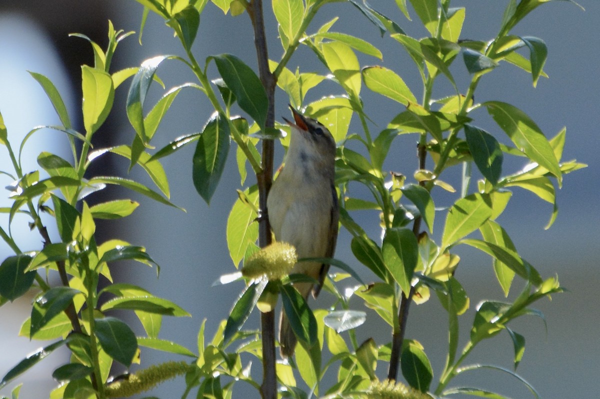 Sedge Warbler - Anton Kornilov