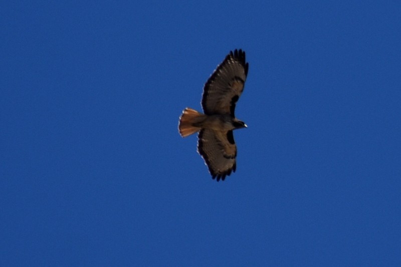 Red-tailed Hawk - Adrian Romo Garcia