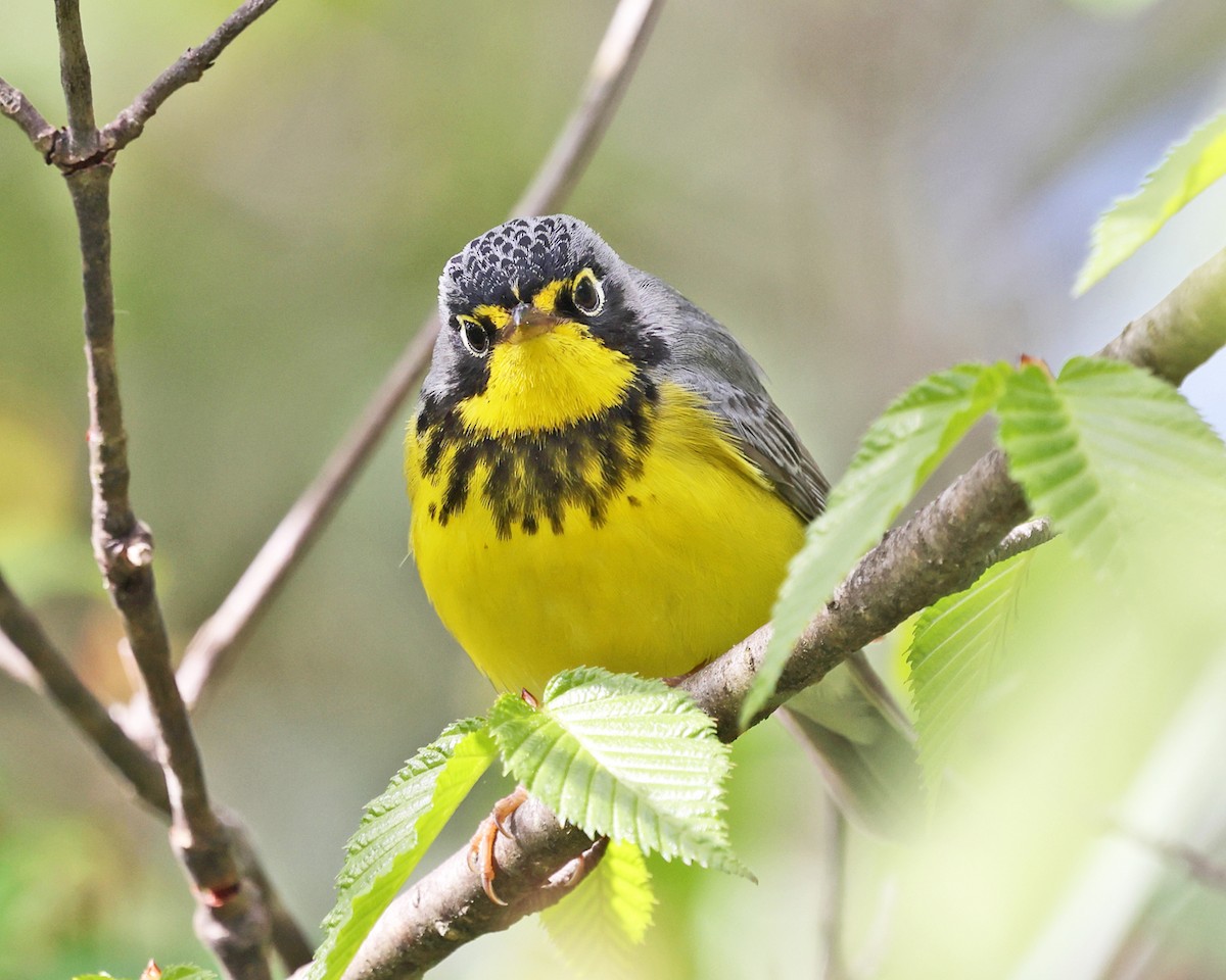 Canada Warbler - Tom Murray