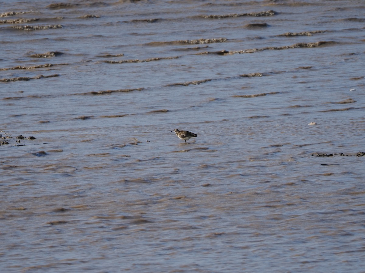 Whimbrel - Ida Chan