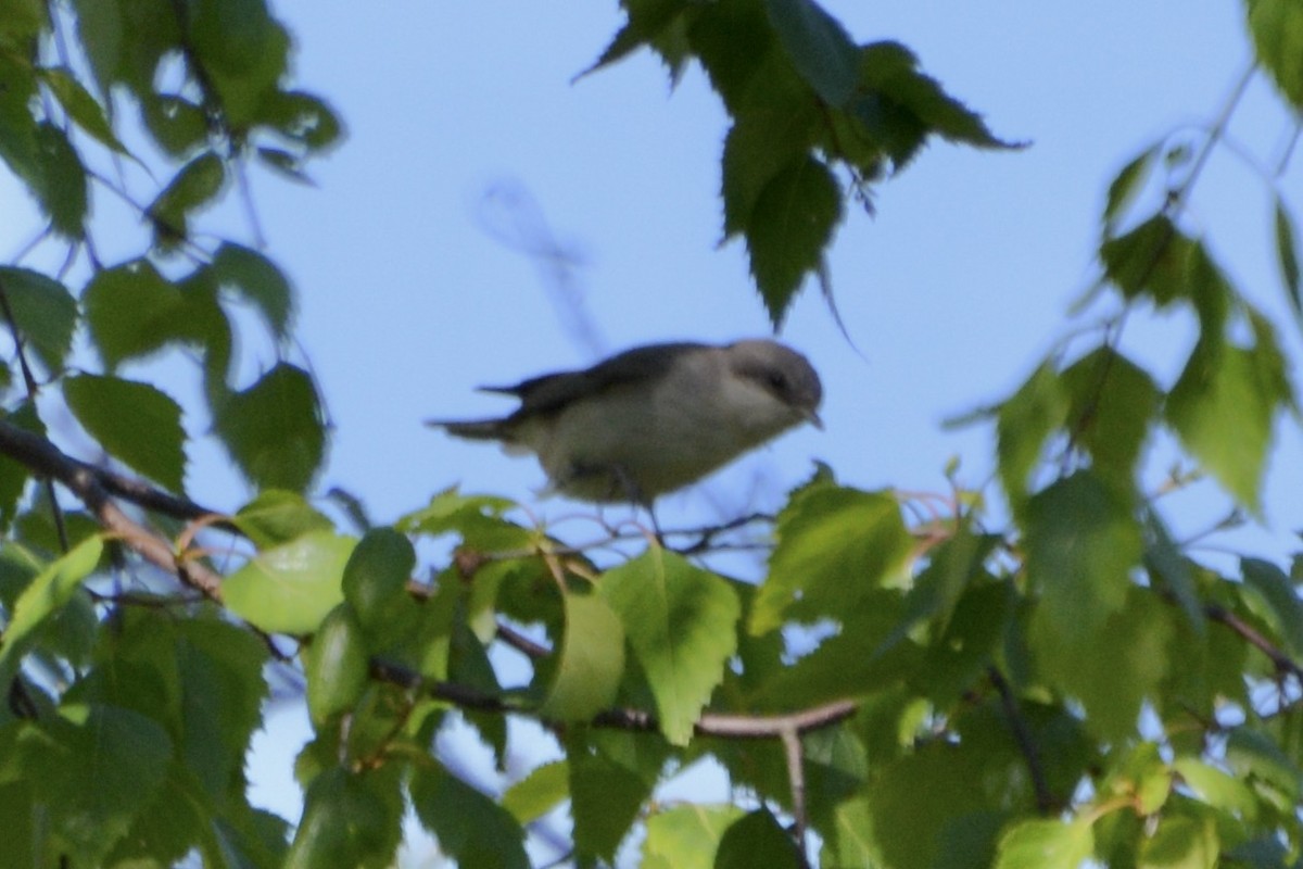 Lesser Whitethroat - Anton Kornilov