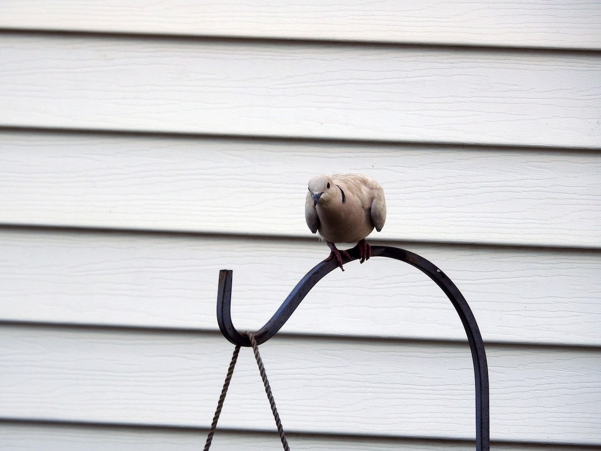 Eurasian Collared-Dove - Kevin Slattery