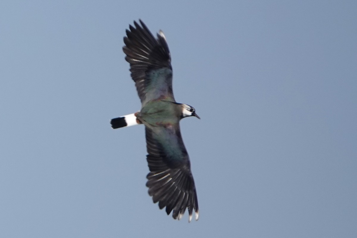 Northern Lapwing - David Oulsnam