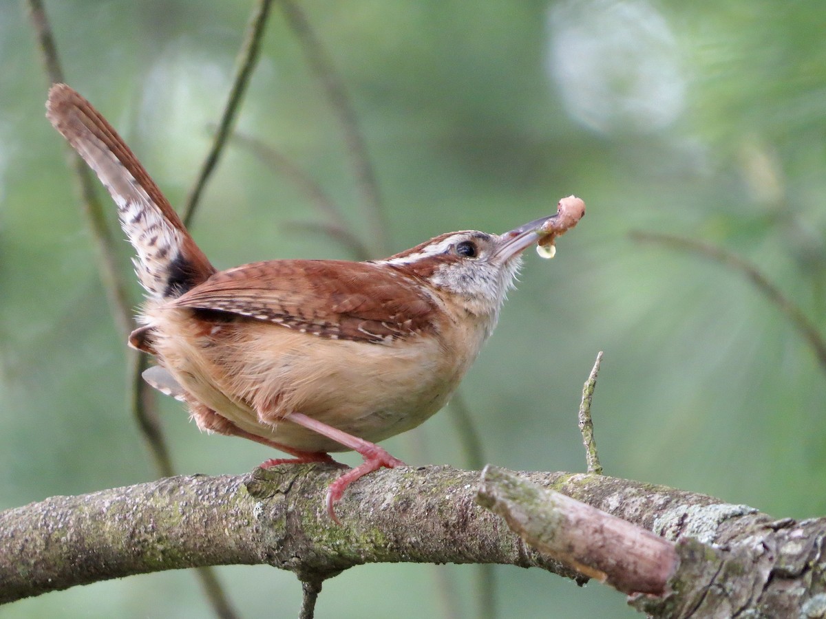 Carolina Wren - ML619284025