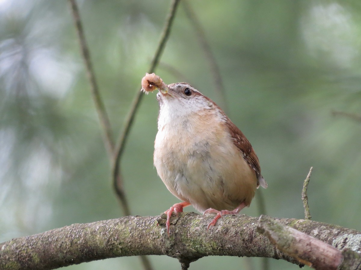 Carolina Wren - ML619284026