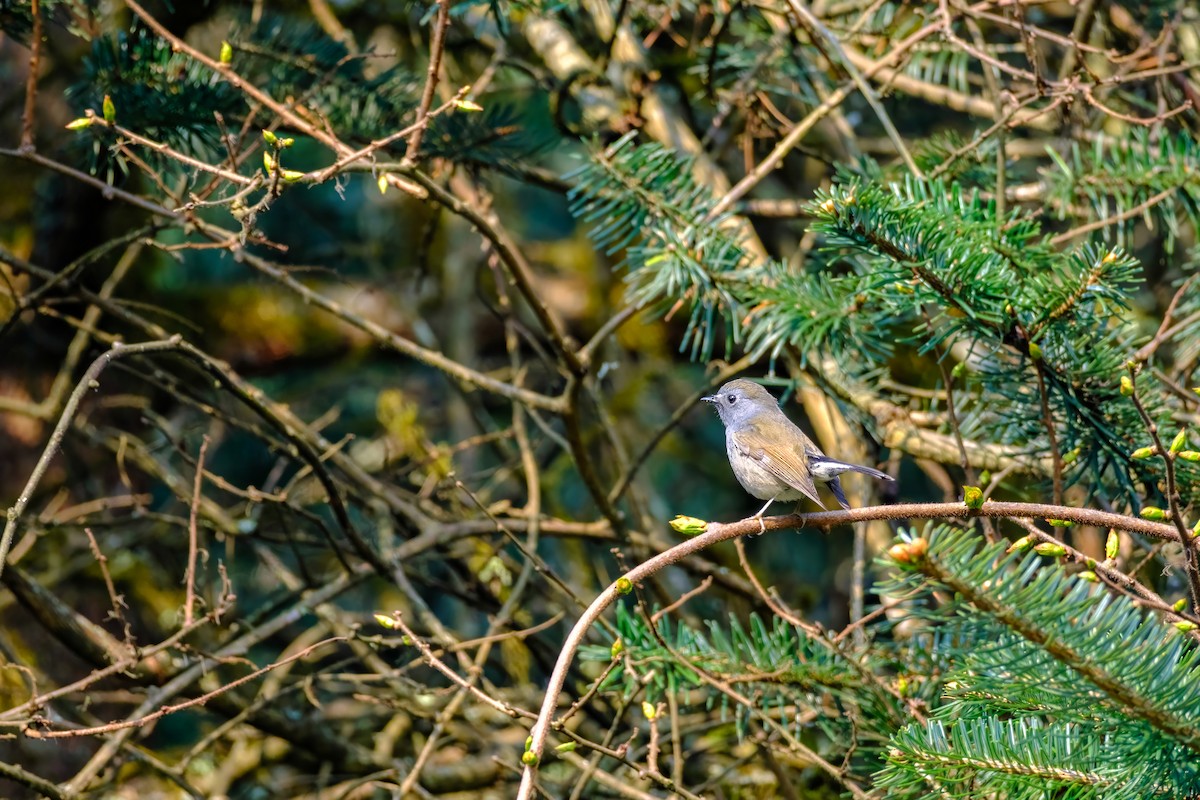 Rufous-gorgeted Flycatcher - Nara Jayaraman