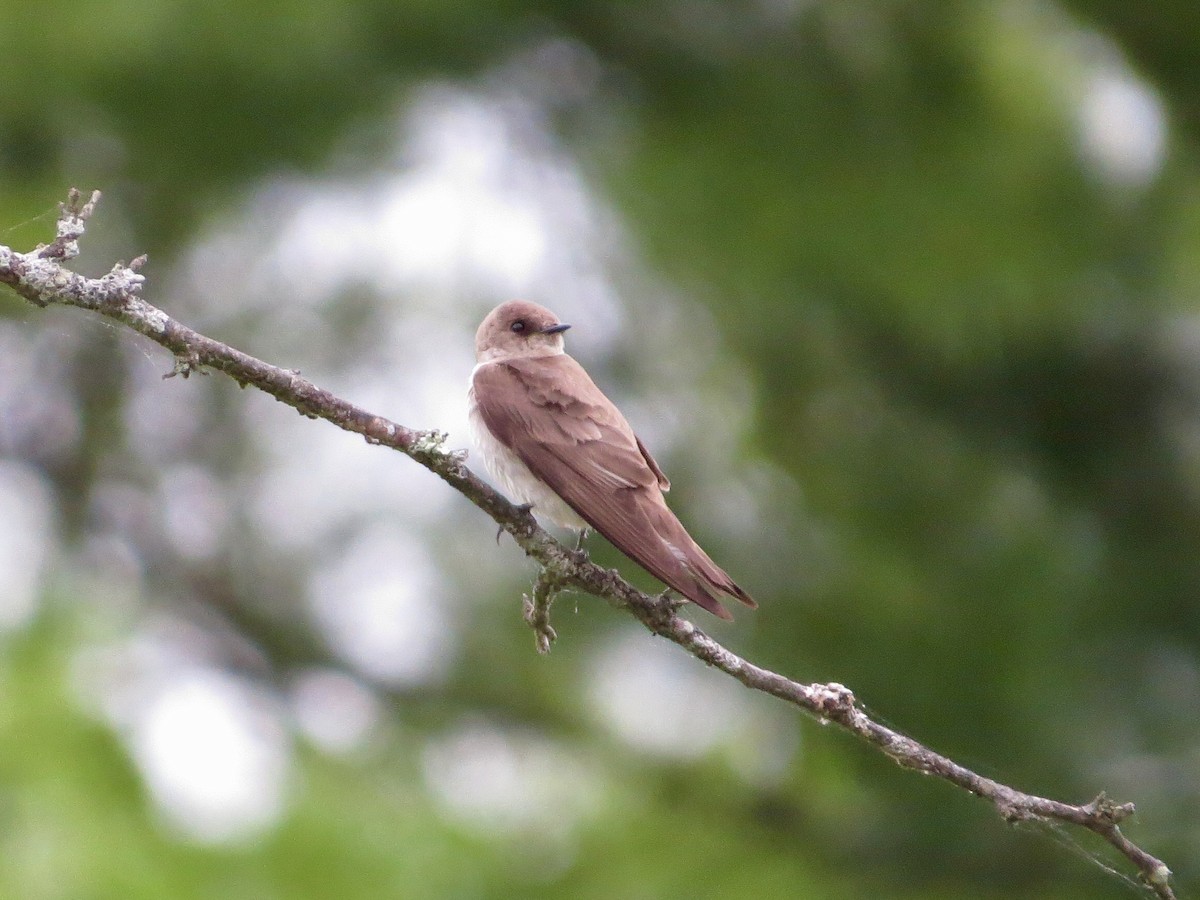 Northern Rough-winged Swallow - Jack Yanko