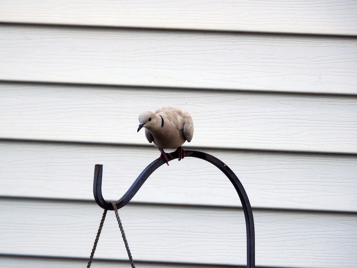 Eurasian Collared-Dove - Kevin Slattery