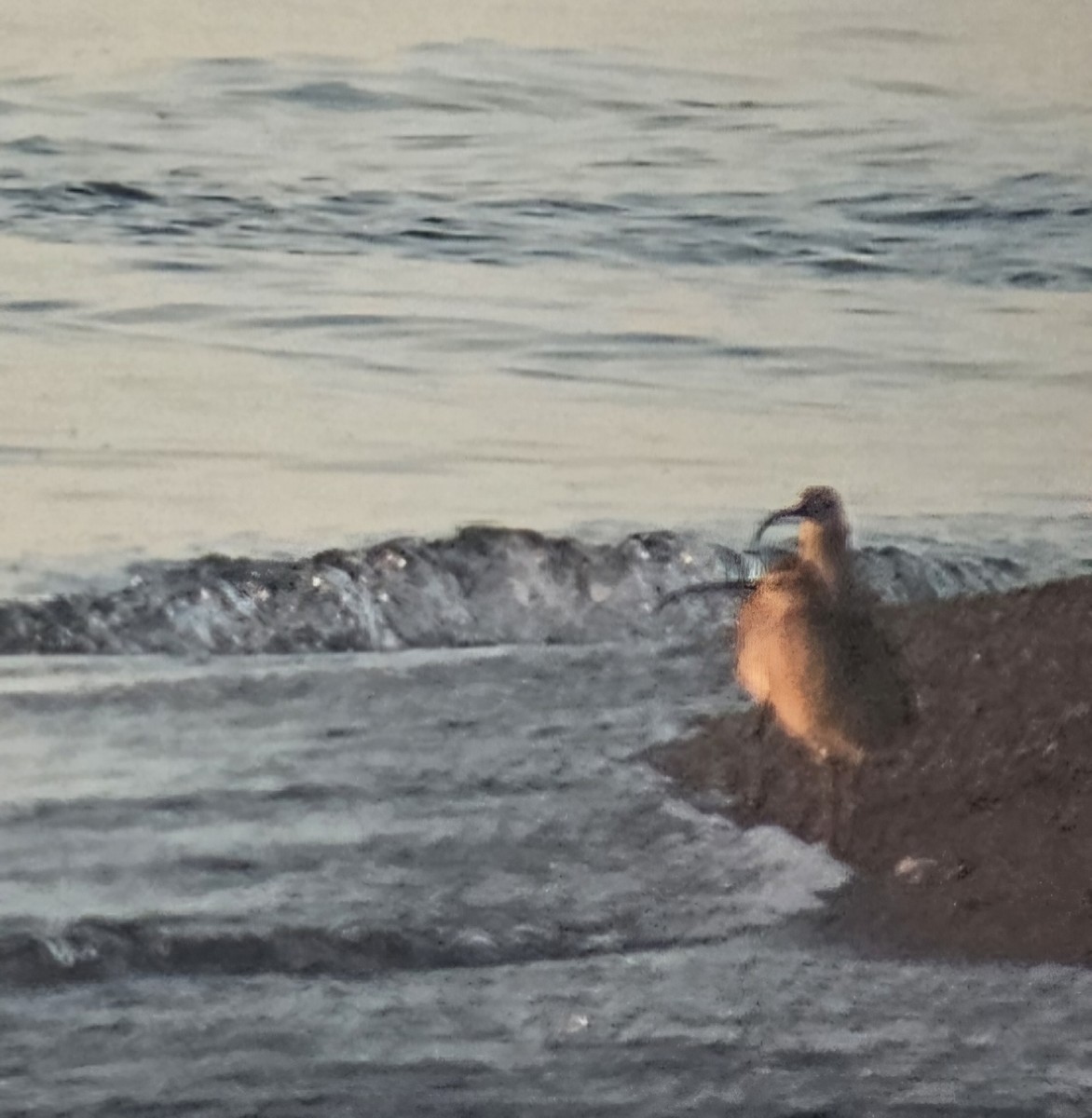 Chiurlo piccolo americano - ML619284063