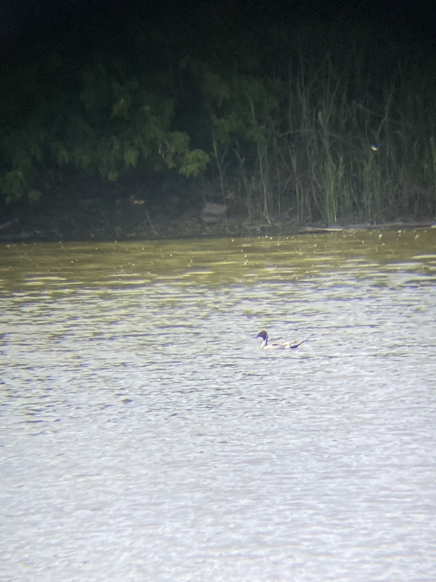 Northern Pintail - Tomáš  Oplocký