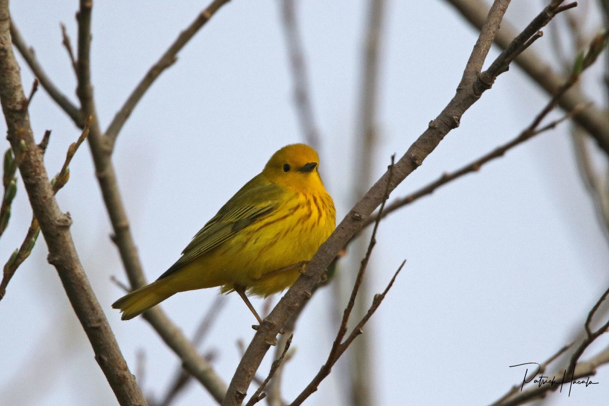 Yellow Warbler - patrick hacala
