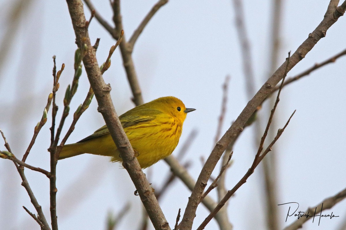 Yellow Warbler - patrick hacala