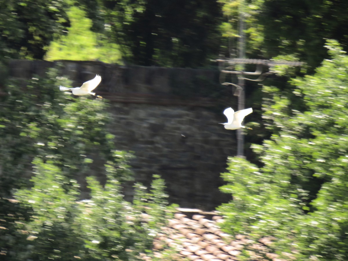 Little Egret (Western) - Eric Cormier