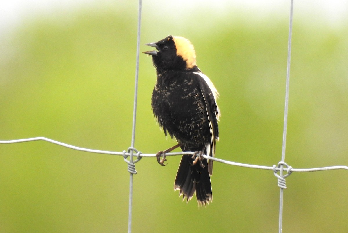 Bobolink - Steve Mierzykowski