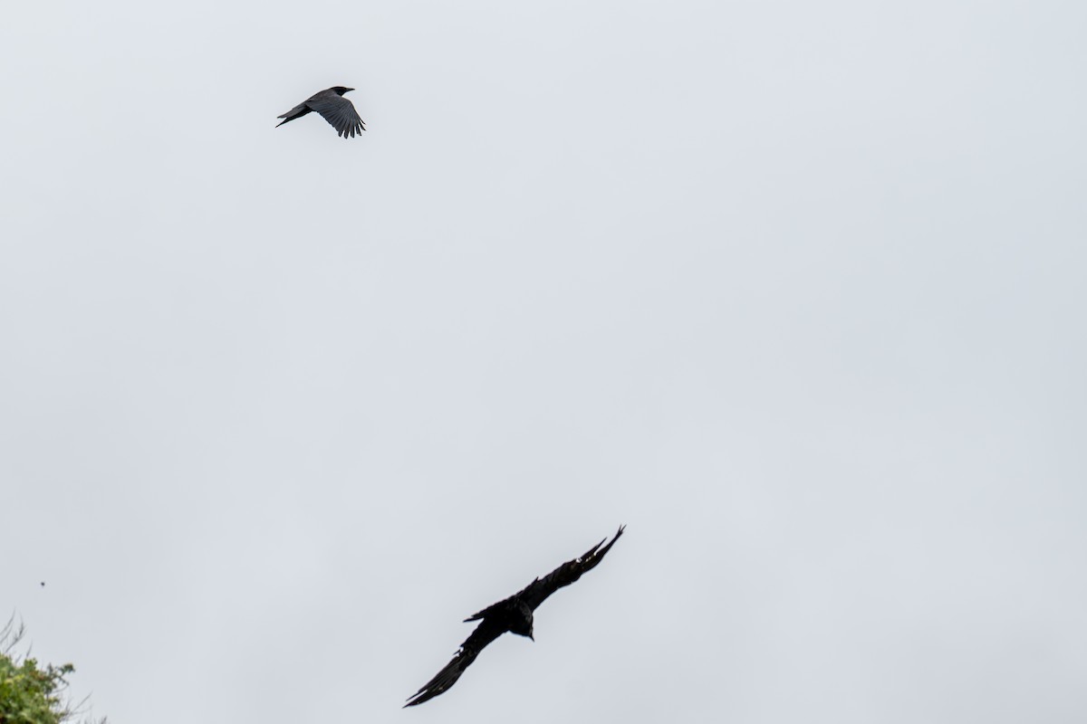 American Crow - Herb Elliott