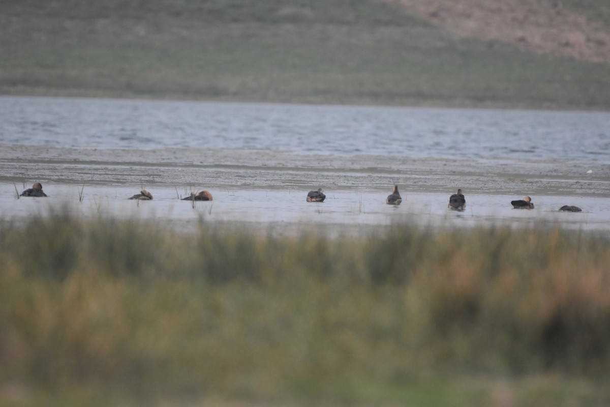 Lesser Whistling-Duck - Gyanchandra Gyani