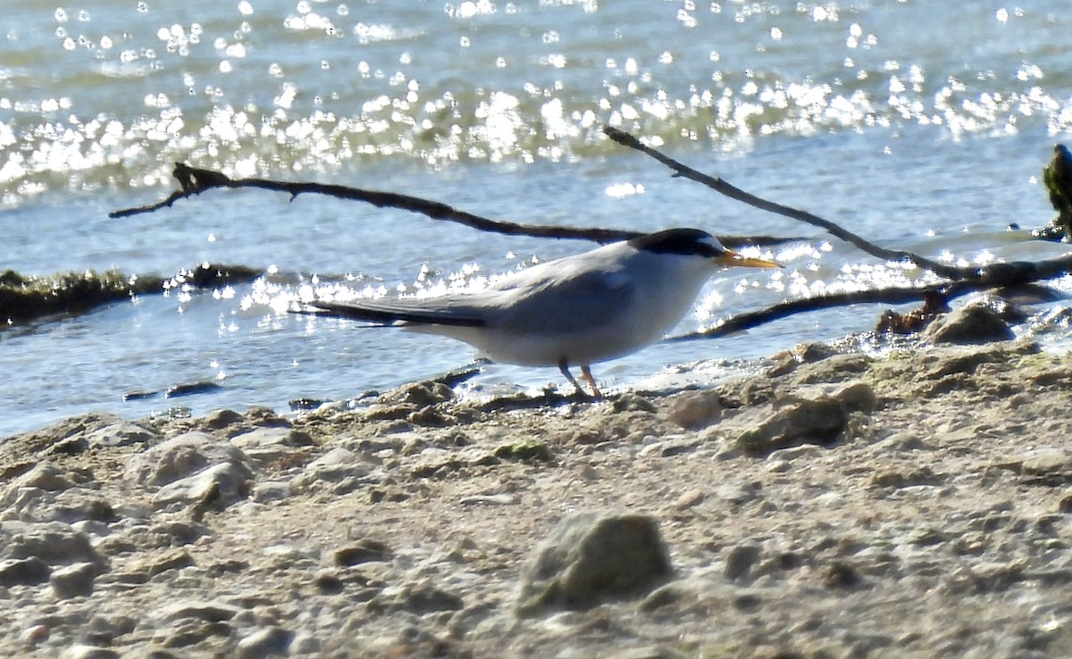 Least Tern - Christopher Daniels