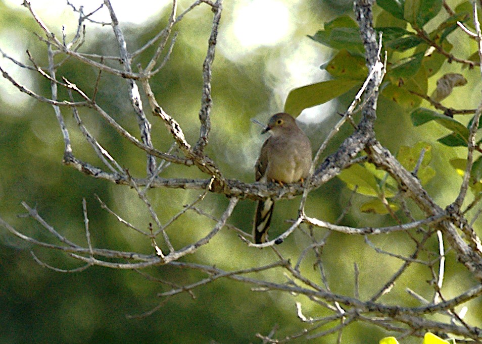 Long-tailed Ground Dove - Patrícia Hanate