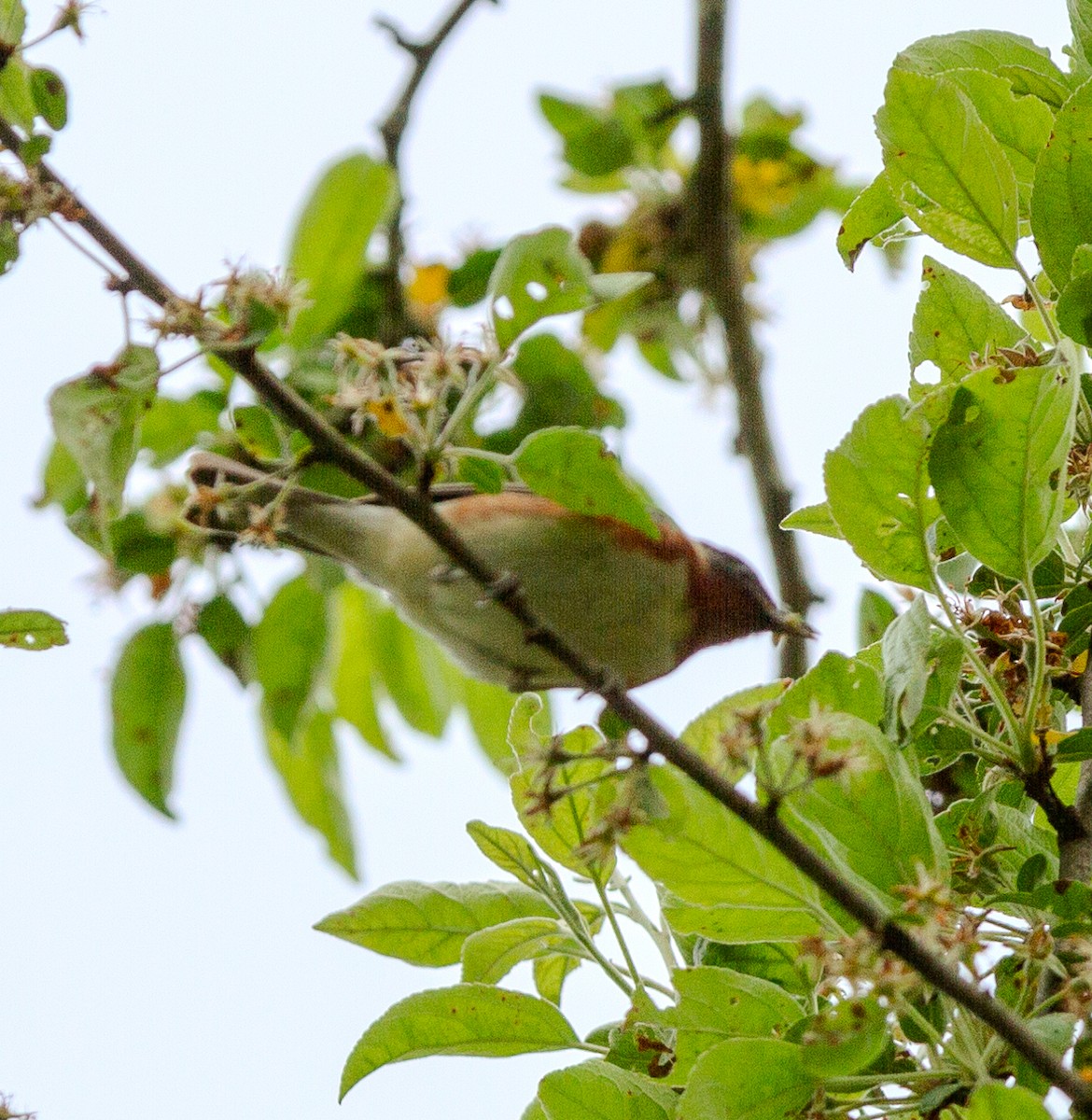 Bay-breasted Warbler - ML619284106