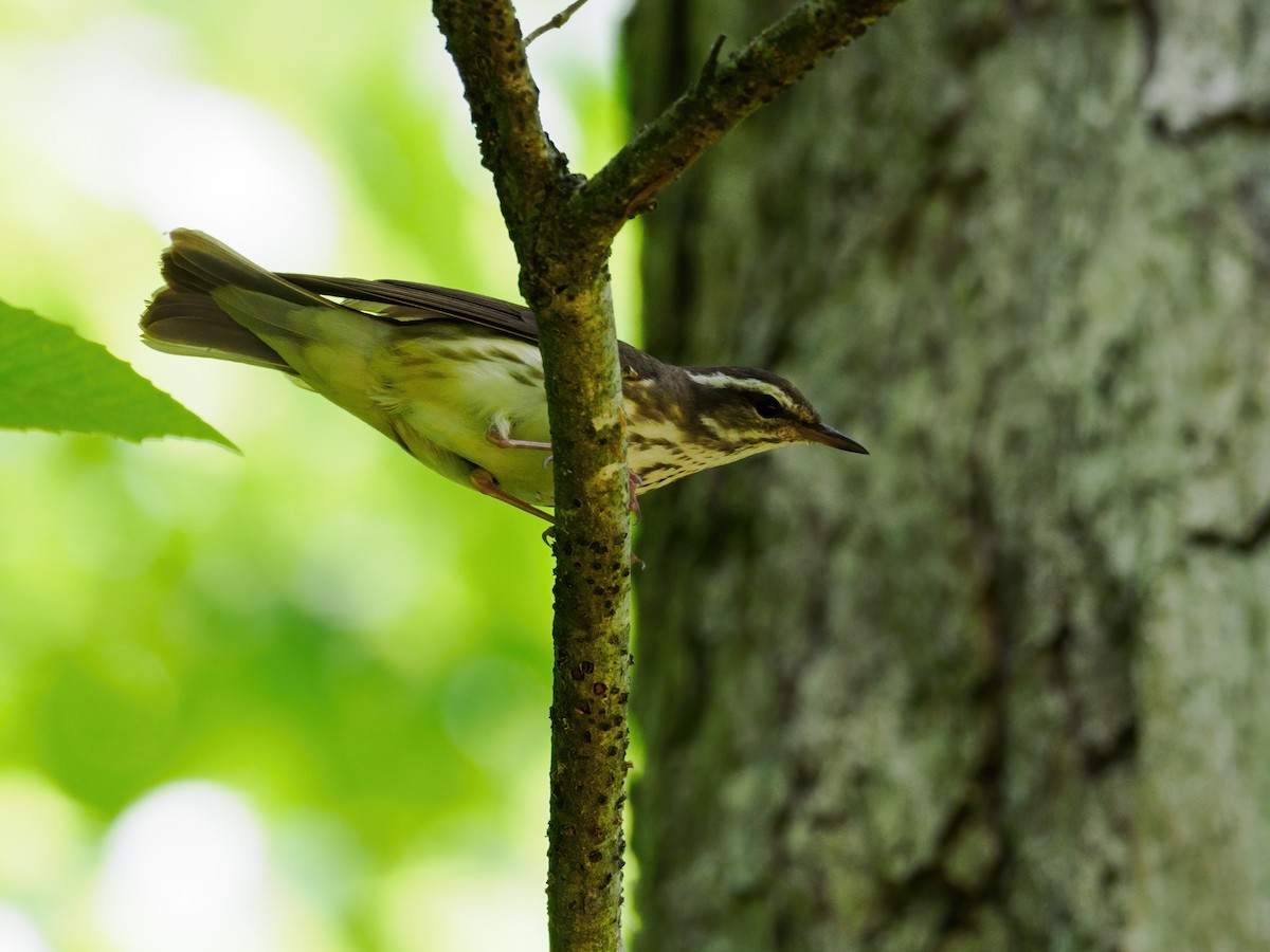 Louisiana Waterthrush - Nick Athanas