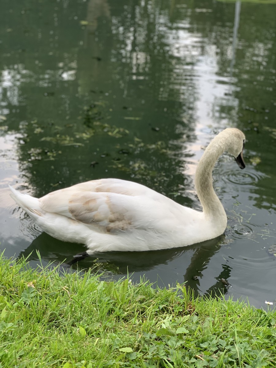 Mute Swan - The Bird kid