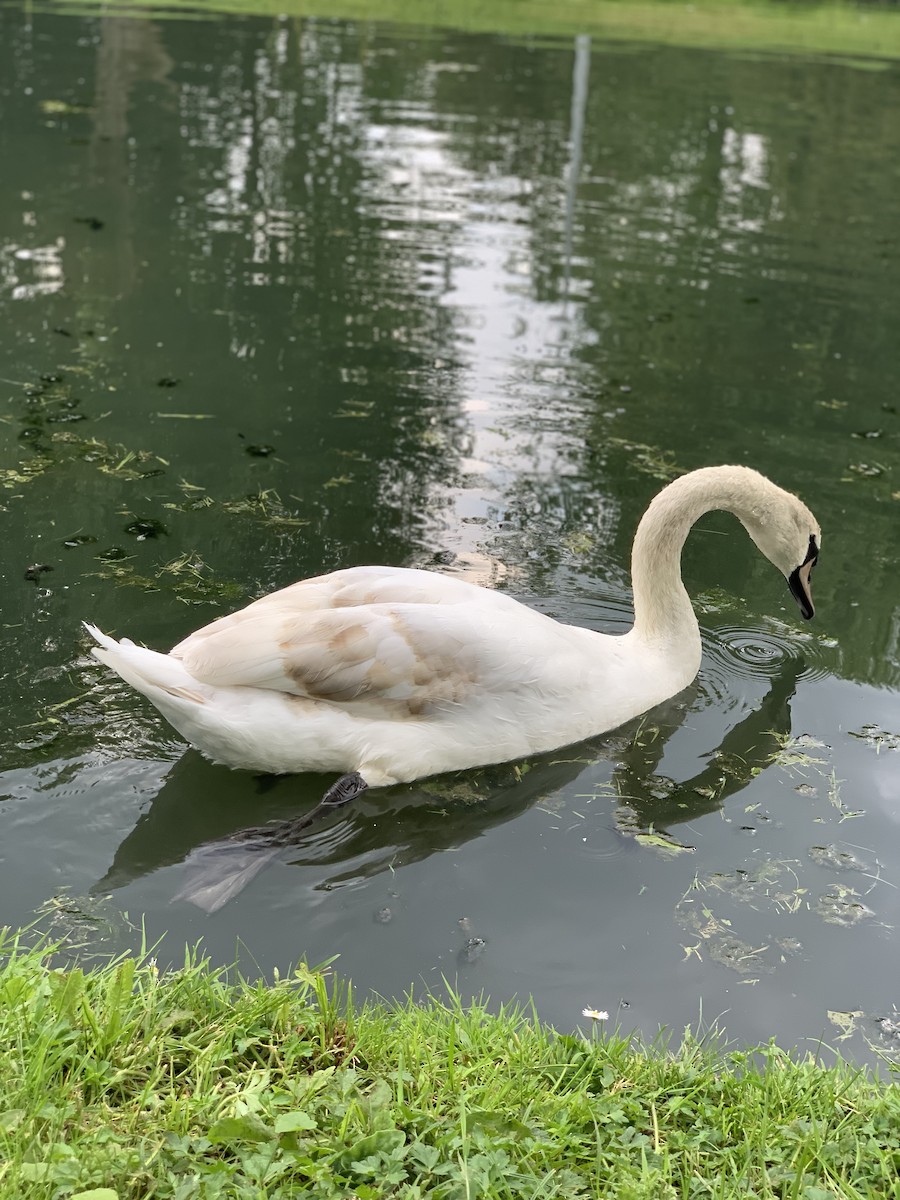 Mute Swan - The Bird kid