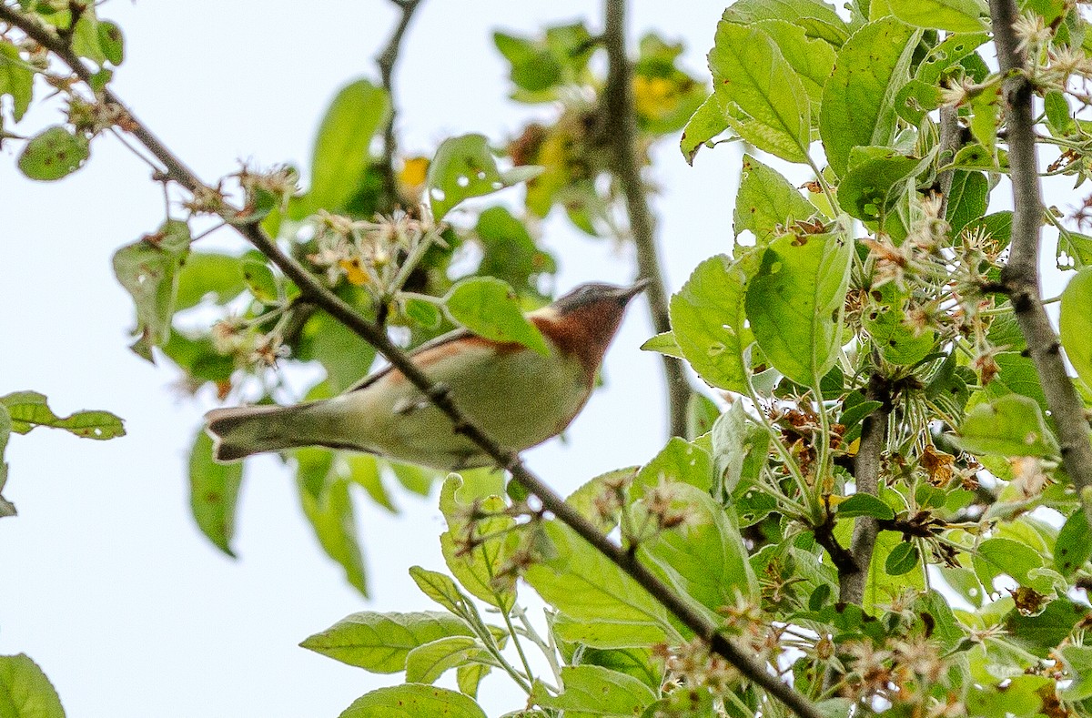 Bay-breasted Warbler - ML619284116