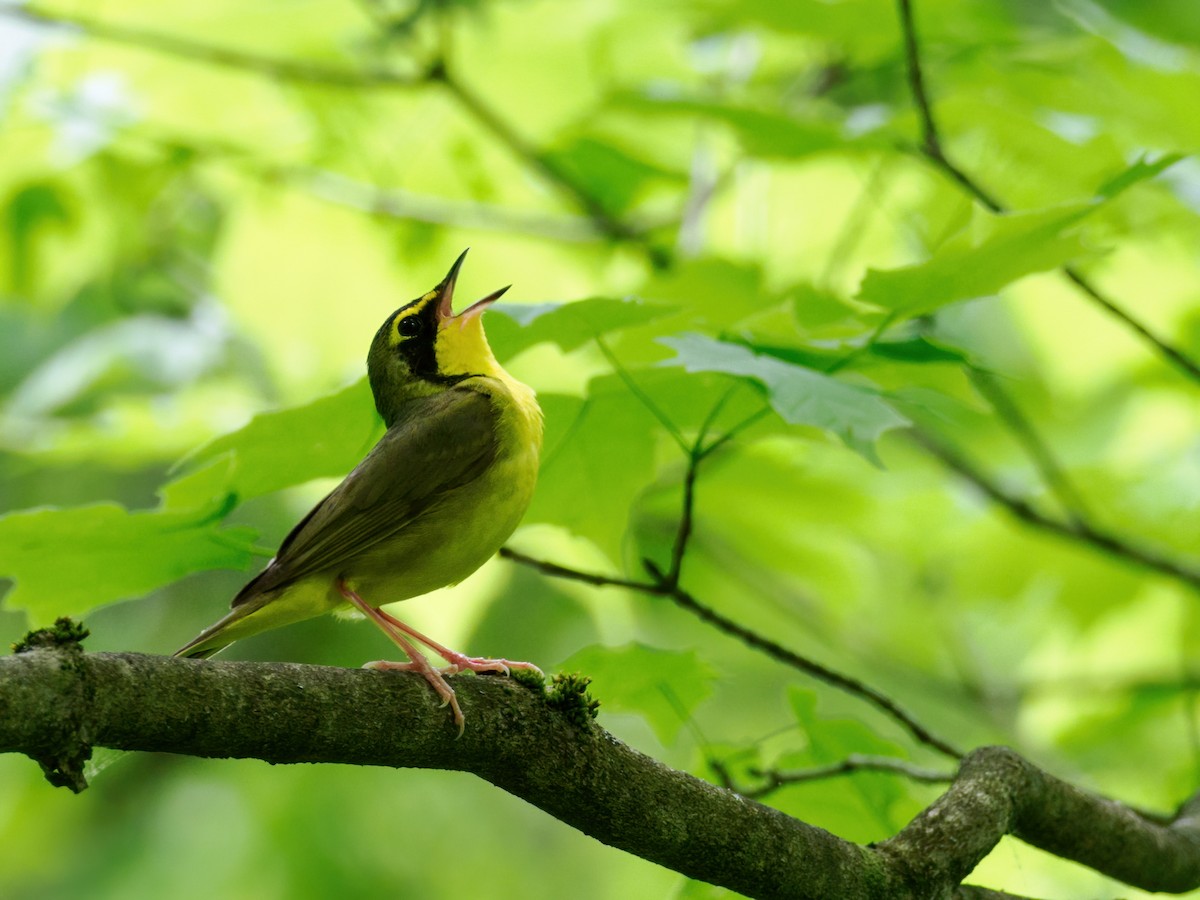 Kentucky Warbler - ML619284118