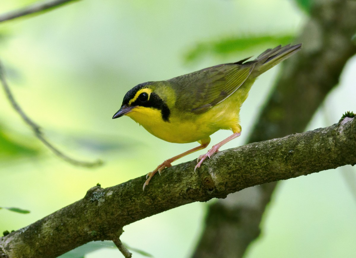 Kentucky Warbler - Nick Athanas