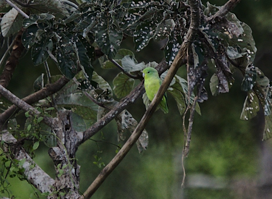 Cobalt-rumped Parrotlet - Patrícia Hanate