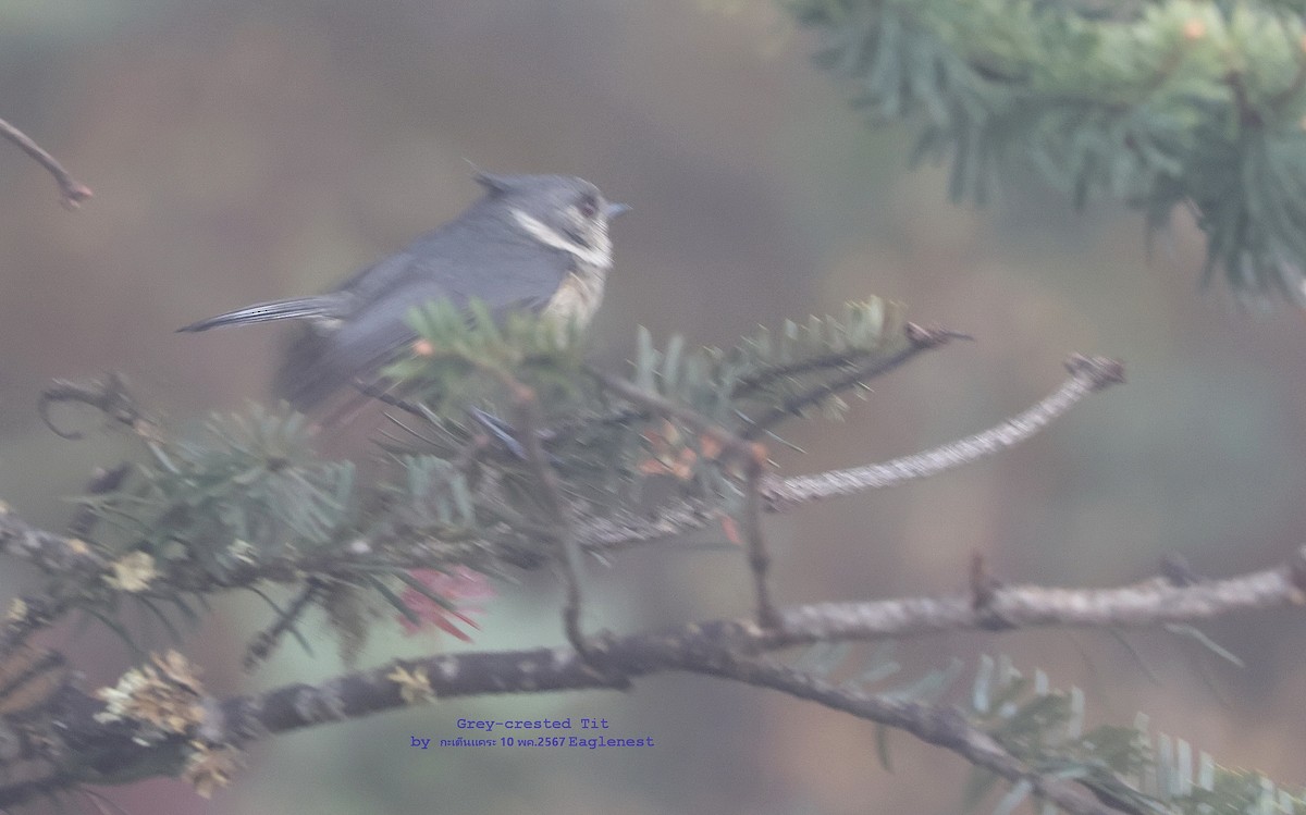 Gray-crested Tit - Argrit Boonsanguan