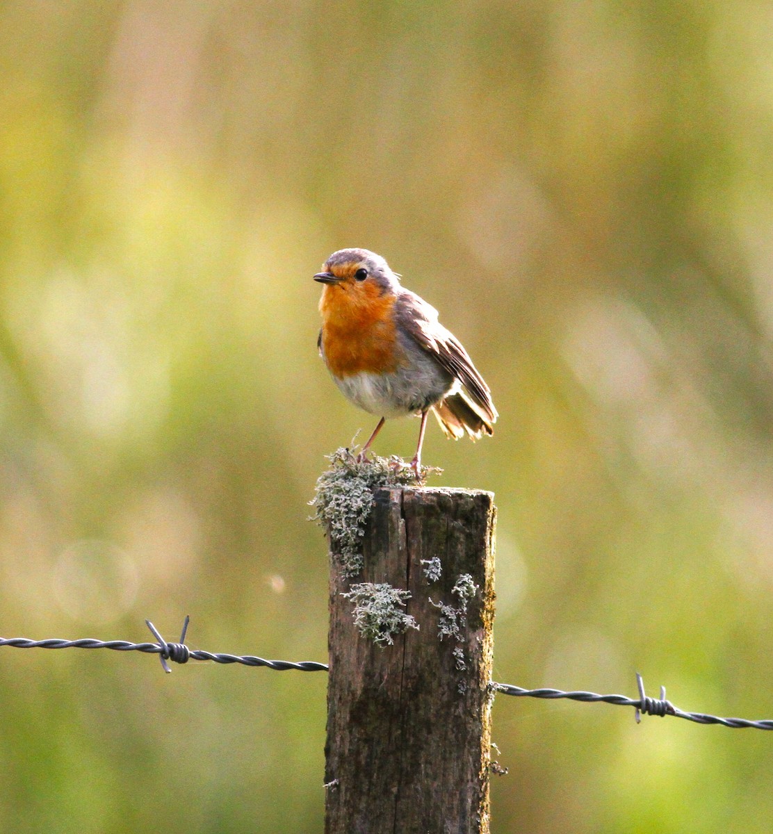 European Robin - ML619284134