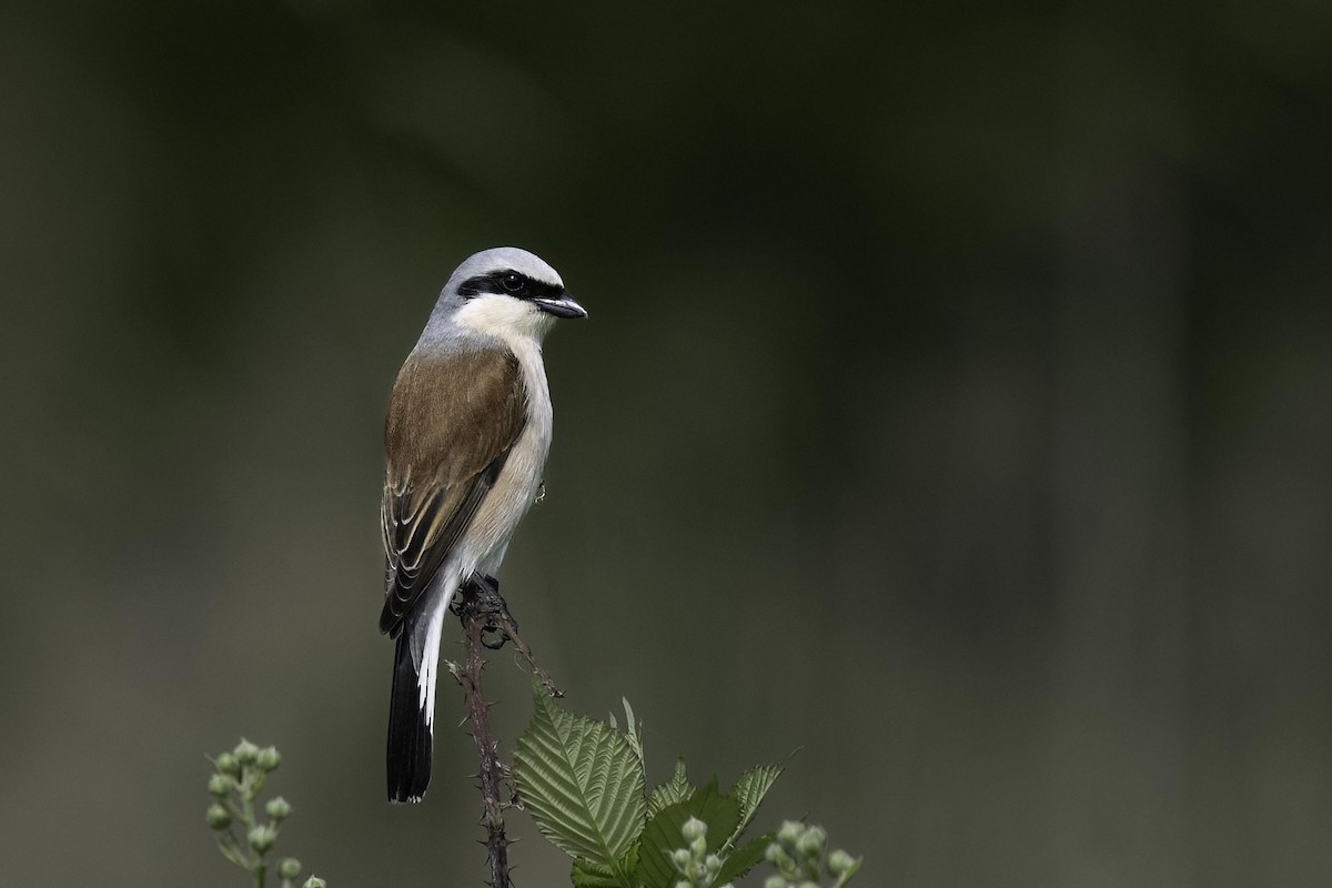 Red-backed Shrike - Holger Schneider